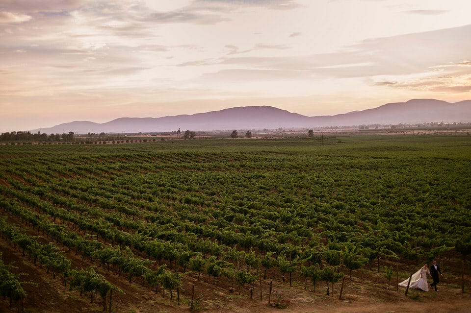 Newlyweds walking through Valle de Guadalupe vineyard between ceremony and reception