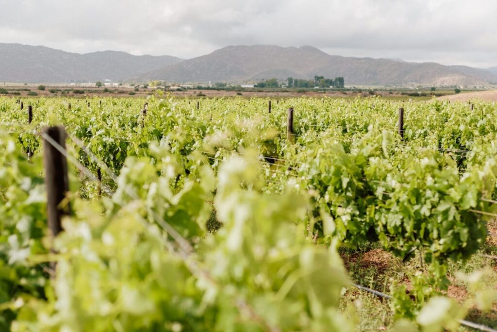 Finca Altozano: Your Dream Destination for Valle de Guadalupe Weddings