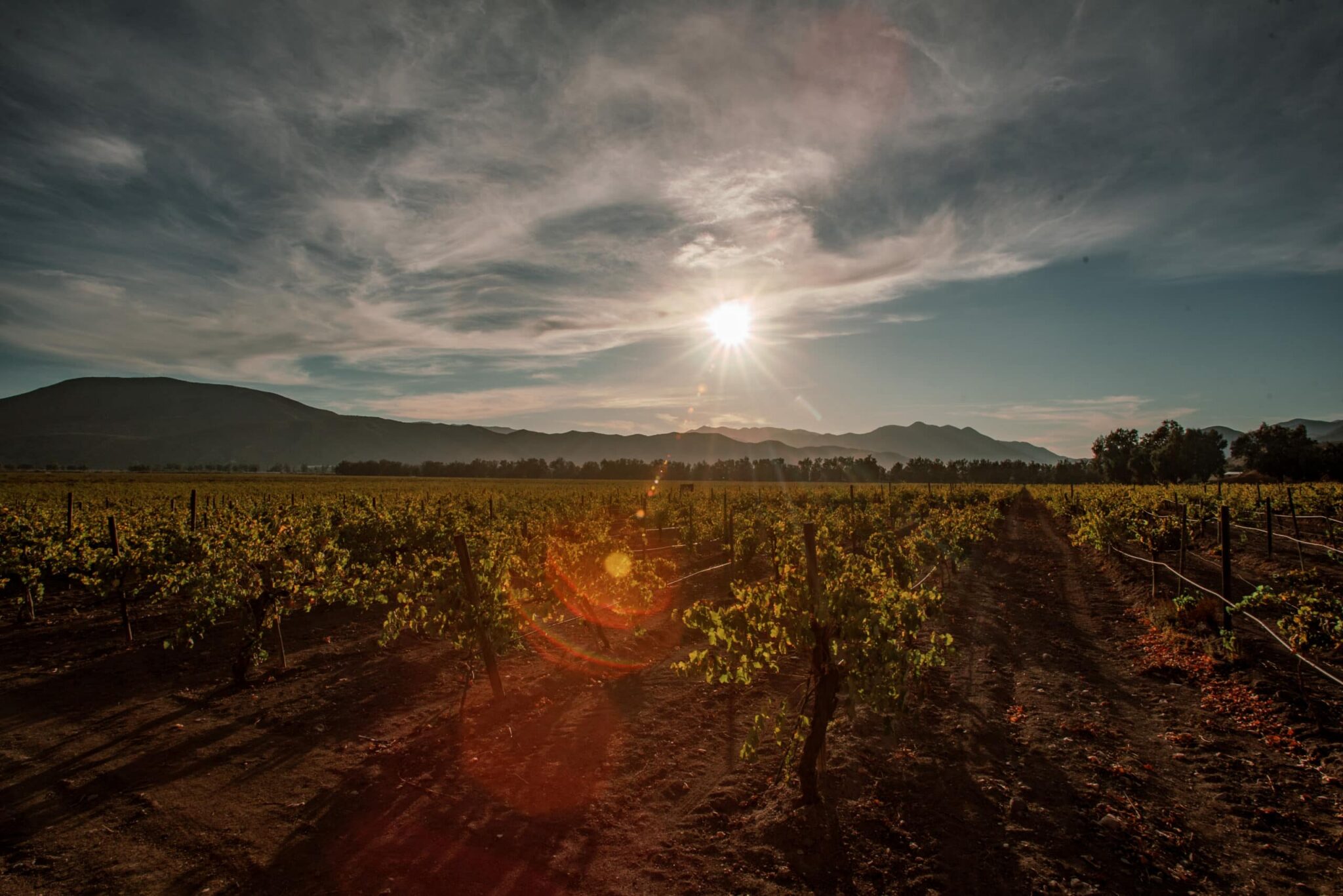 working vine rows that frame two bodies cleanly in any wide composition | intimate-scale event spaces hold the camera close to the gestures rather than across a large room | rolling Valle de Guadalupe landscape behind the property; horizon does compositional work