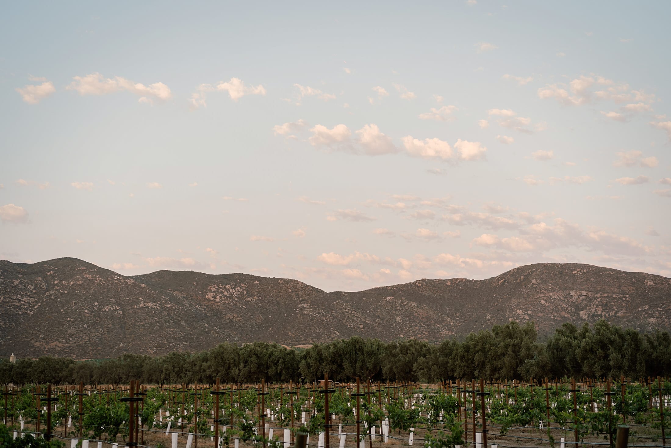Bruma vineyards at dawn — Valle de Guadalupe, Baja California